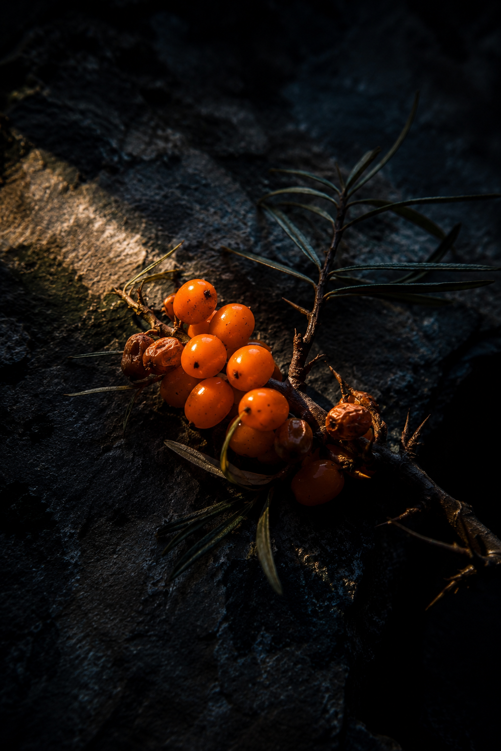 Sea buckthorn berries on a branch against dark Himalayan stone