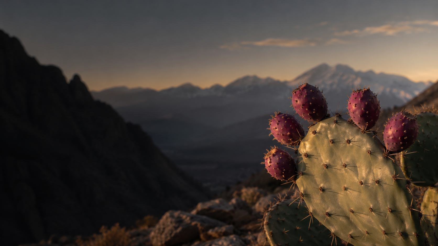 Prickly pear cactus with magenta fruits in the Atlas Mountains at dusk